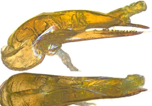Réf. 294 780 : Quedius auricomus